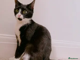Mixed Breed cats Sushi, Gorgeous Tuxedo Lady. - Advert 2