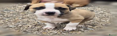 Mixed Breed 2