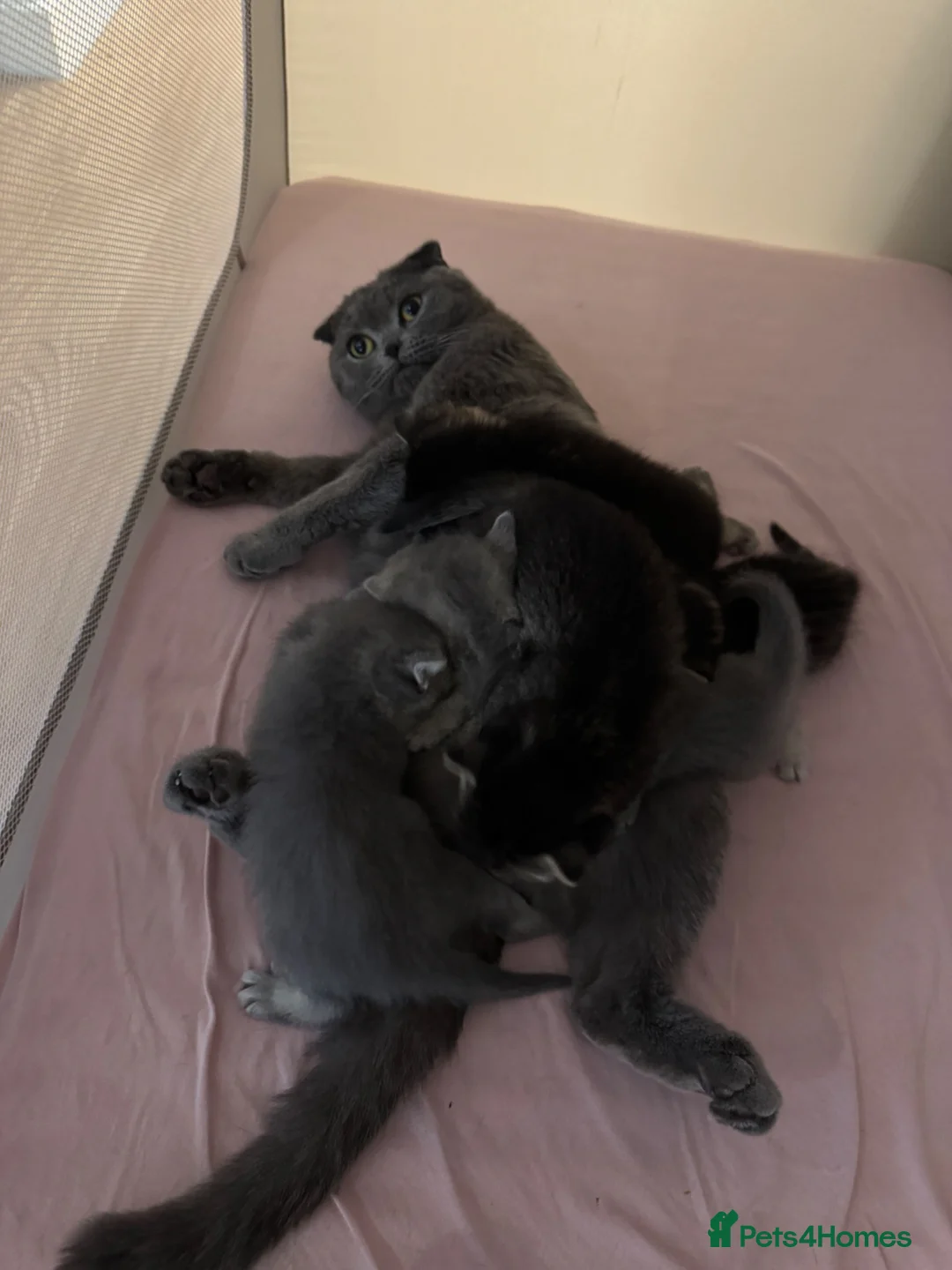 Scottish Fold cats for sale: 2 Grey Scottish Straight Kittens in London - Advert 7