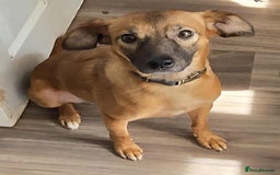 Mixed Breed dogs for adoption: Gorgeous little Lila - Image 6