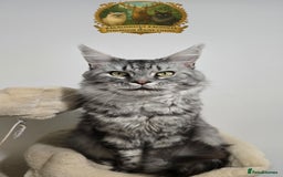Maine Coon cats for stud: European Champion Lines Carries Shaded GCCF & TICA - Image 1