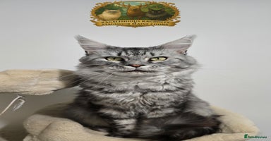 Maine Coon cats - Advert 3