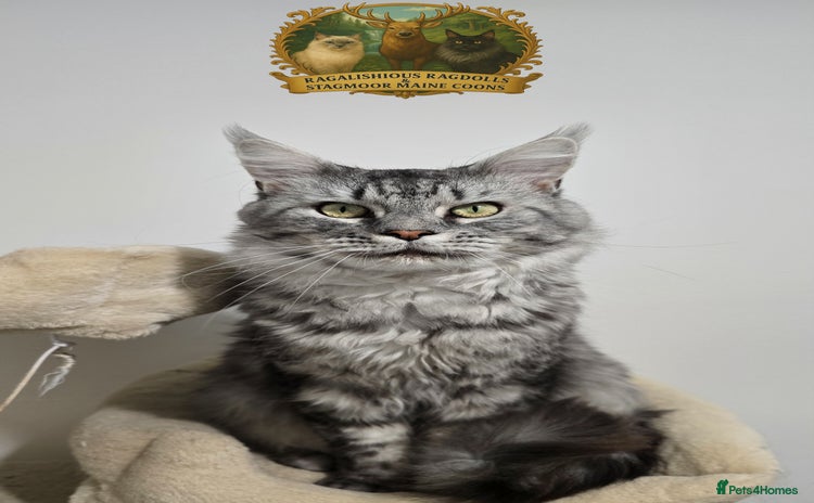 Maine Coon cats - Advert 1
