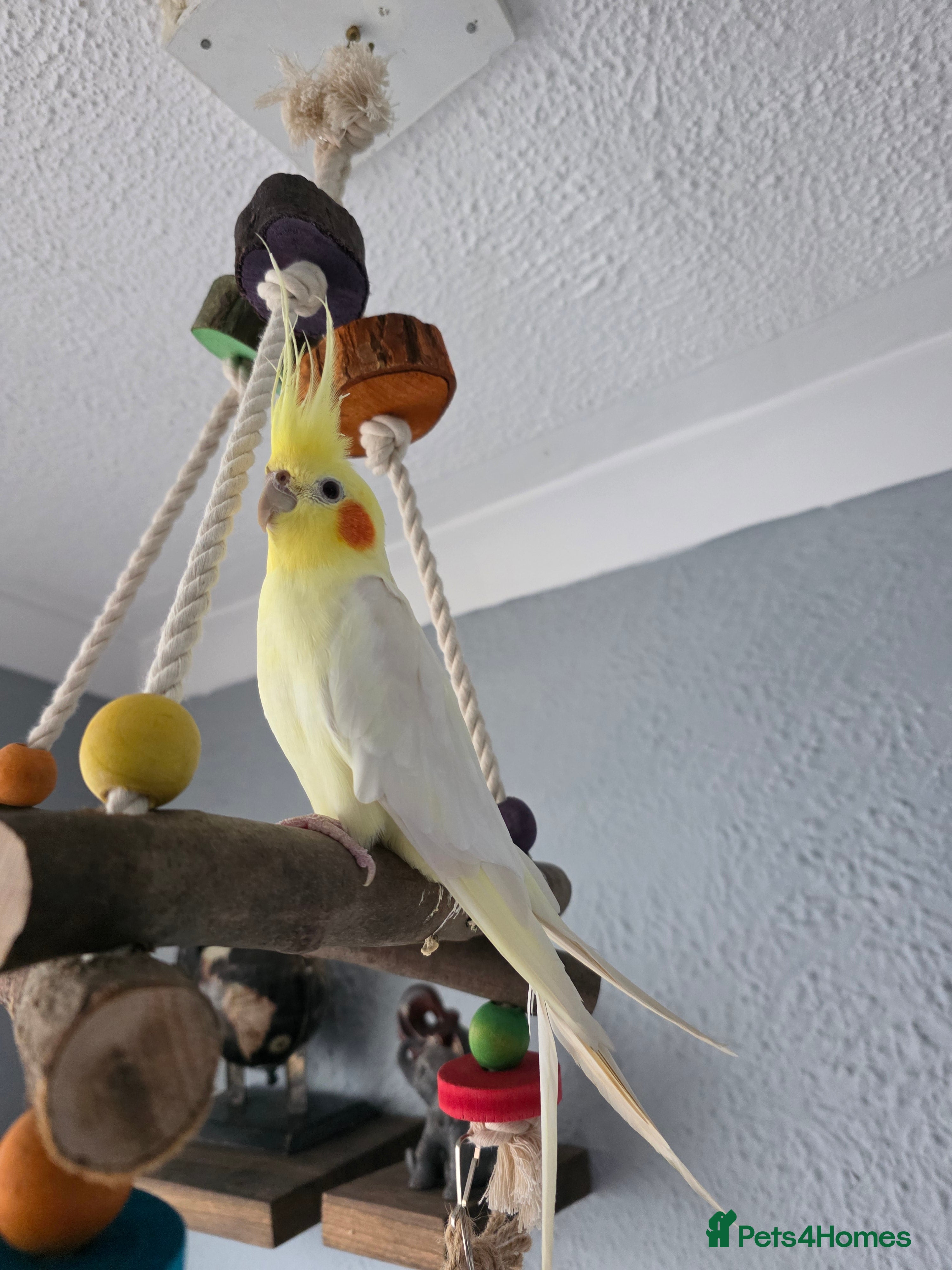 Cockatiels birds Cockatiel for sale - Advert 9