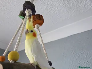 Cockatiels birds Cockatiel for sale - Advert 9