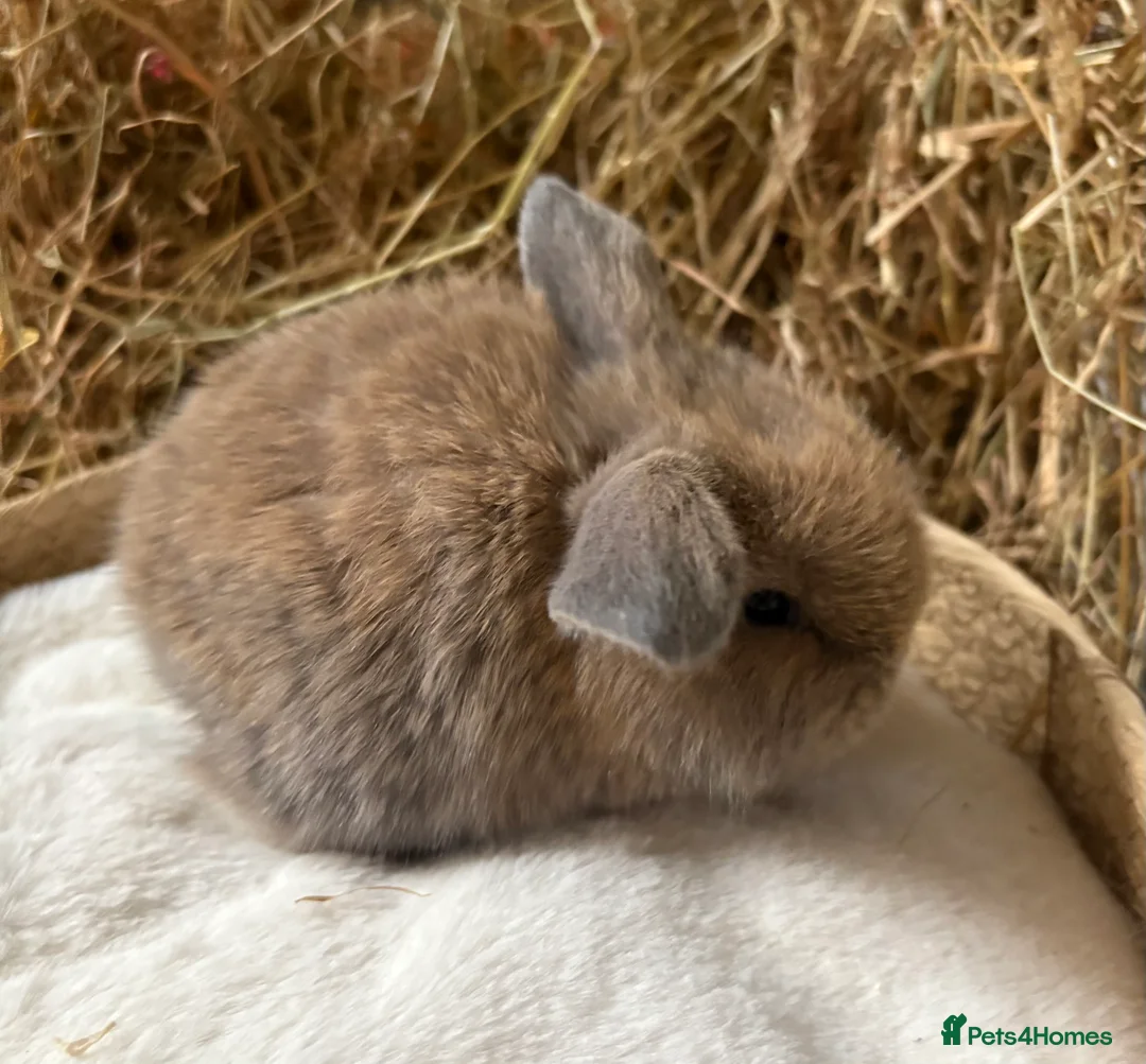 Mini Lop rabbits for sale: Mini lops for sale in Bridgwater - Advert 1