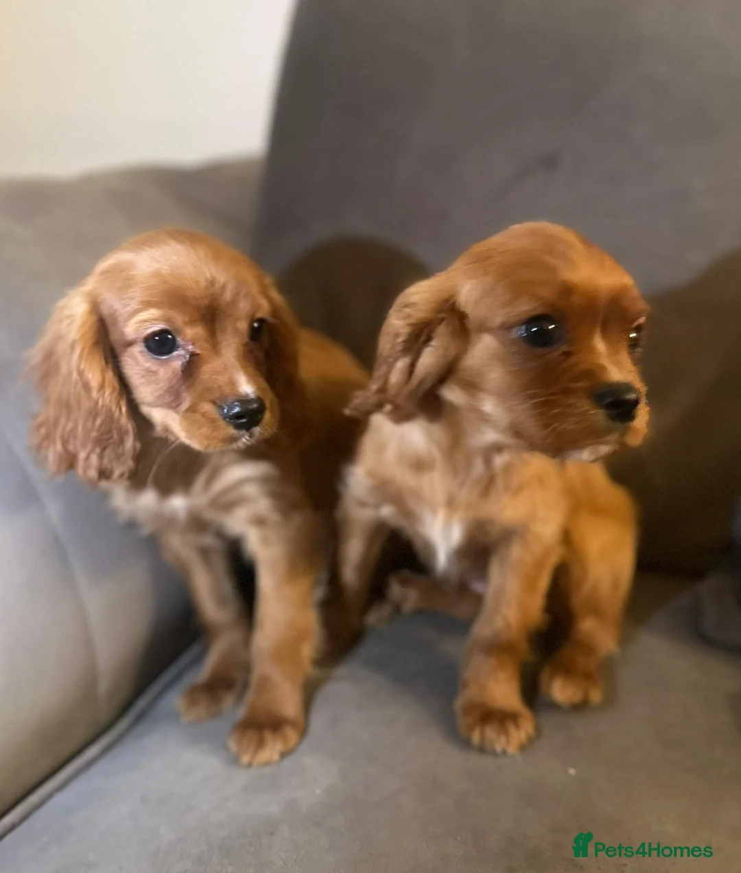 Cavalier King Charles Spaniel dogs for sale: Cavalier King Charles Puppies - Advert 4