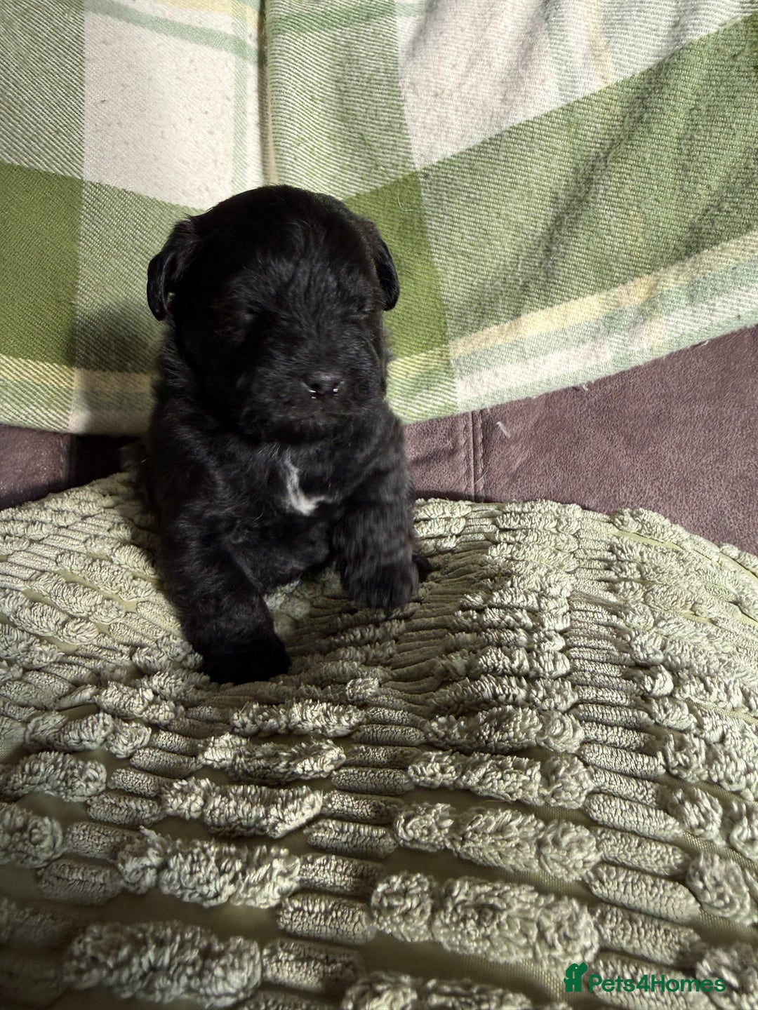 Jackapoo dogs for sale: Jackapoo puppies  - Advert 4