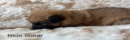 German Shepherd dogs for sale: Beautiful German Shepherd Cross Puppies - Advert 7