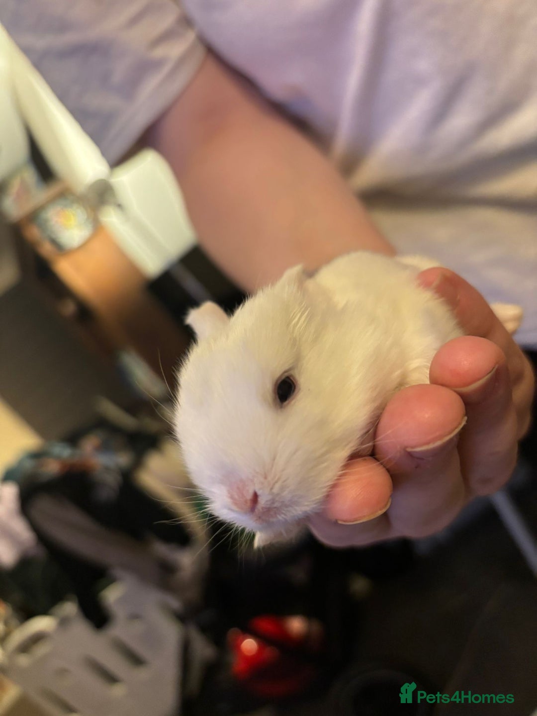 Mini Lop rabbits for sale: Gorgeous mini lop bunnies  - Advert 5