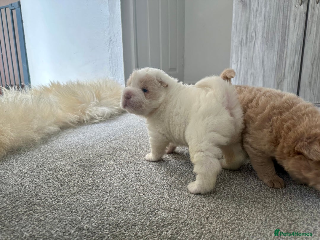 Shar Pei dogs for sale: Top quality bear coat sharpei  - Image 27