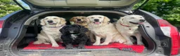Golden Retriever dogs for sale: KC Reg'd Golden Retriever Puppies - Born 11/10/26 - Advert 15