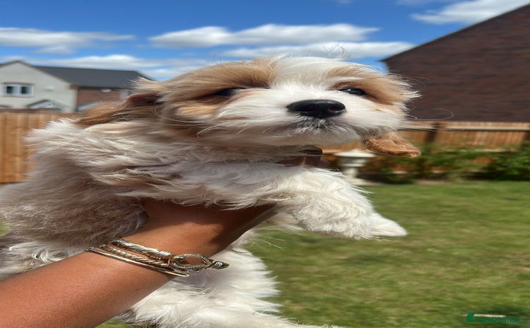 Cavachon dogs - Advert 4
