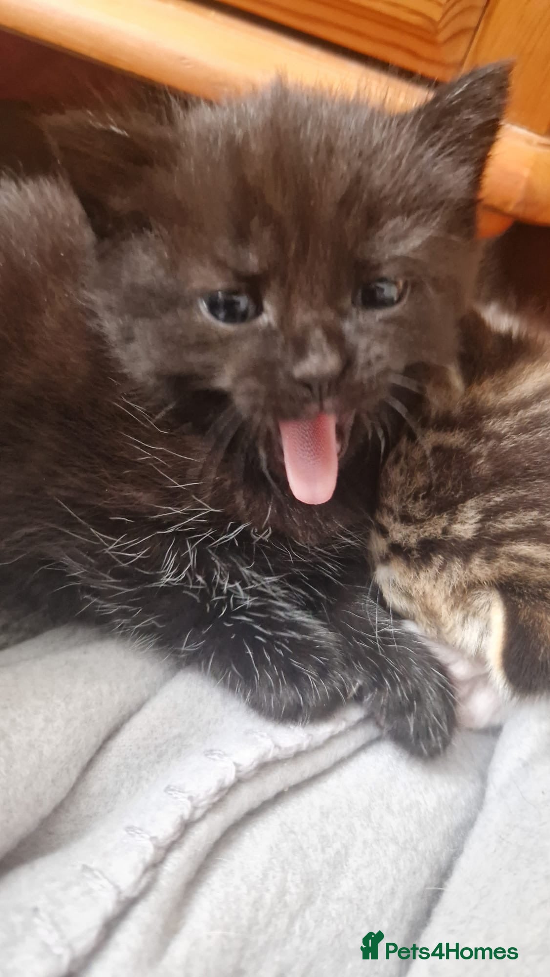 Mixed Breed cats Miss  - Advert 3