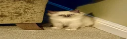 Birman cats for sale: birman kittens - Advert 3