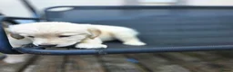 Golden Retriever dogs for sale: Golden retrievers pure breed. - Advert 9