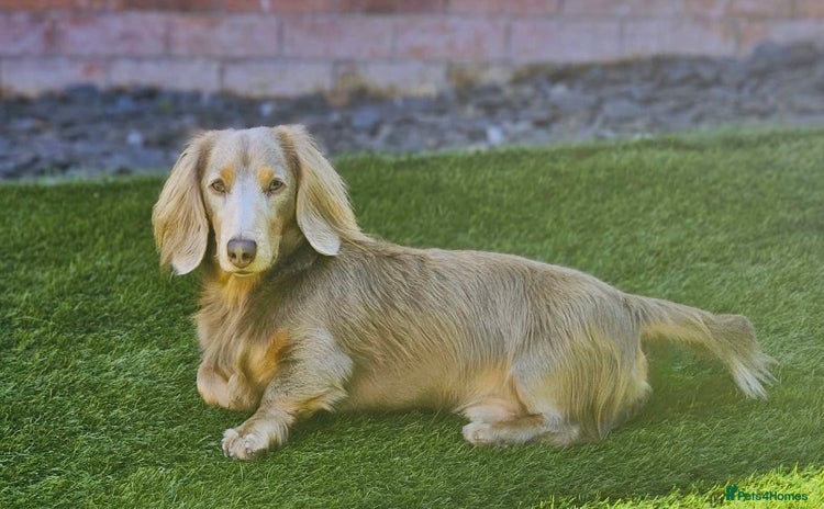 Miniature Dachshund dogs in Telford - Advert 17