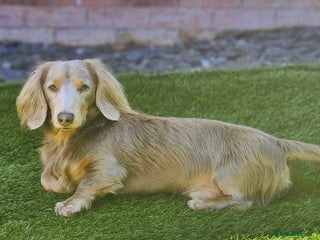 Miniature Dachshund dogs in Telford - Advert 22