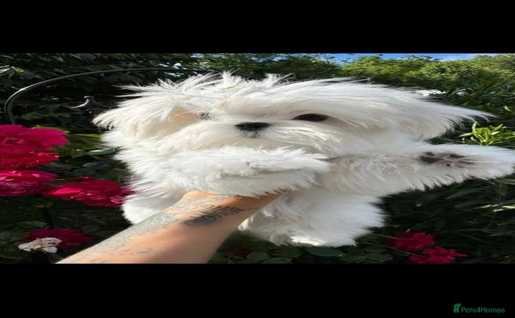 Maltese dogs - Advert 8