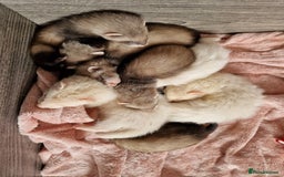 Ferret rodents for sale: Ferret kits mixed litter  - Image 15