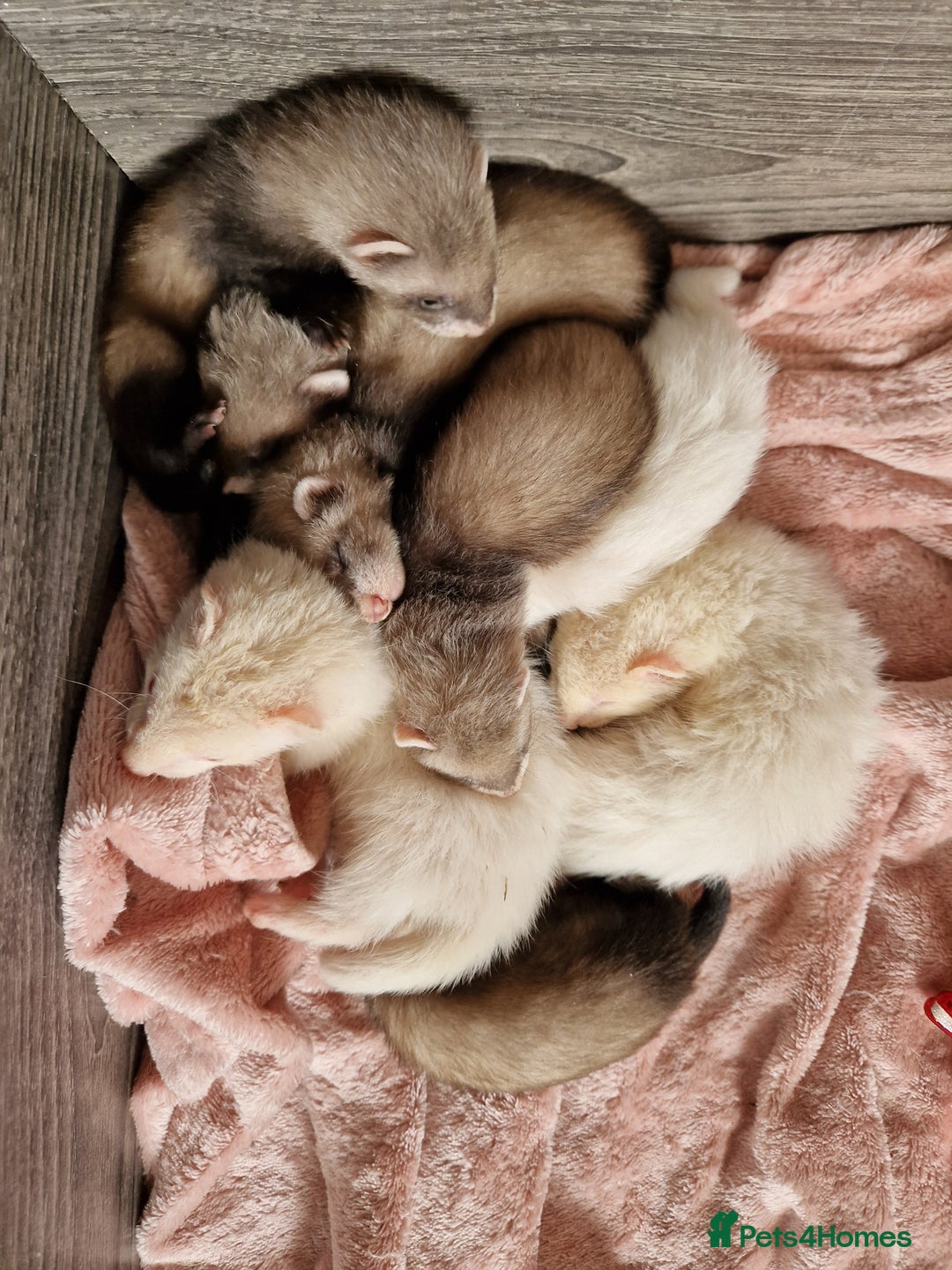Ferret rodents for sale: Ferret kits mixed litter  - Image 15