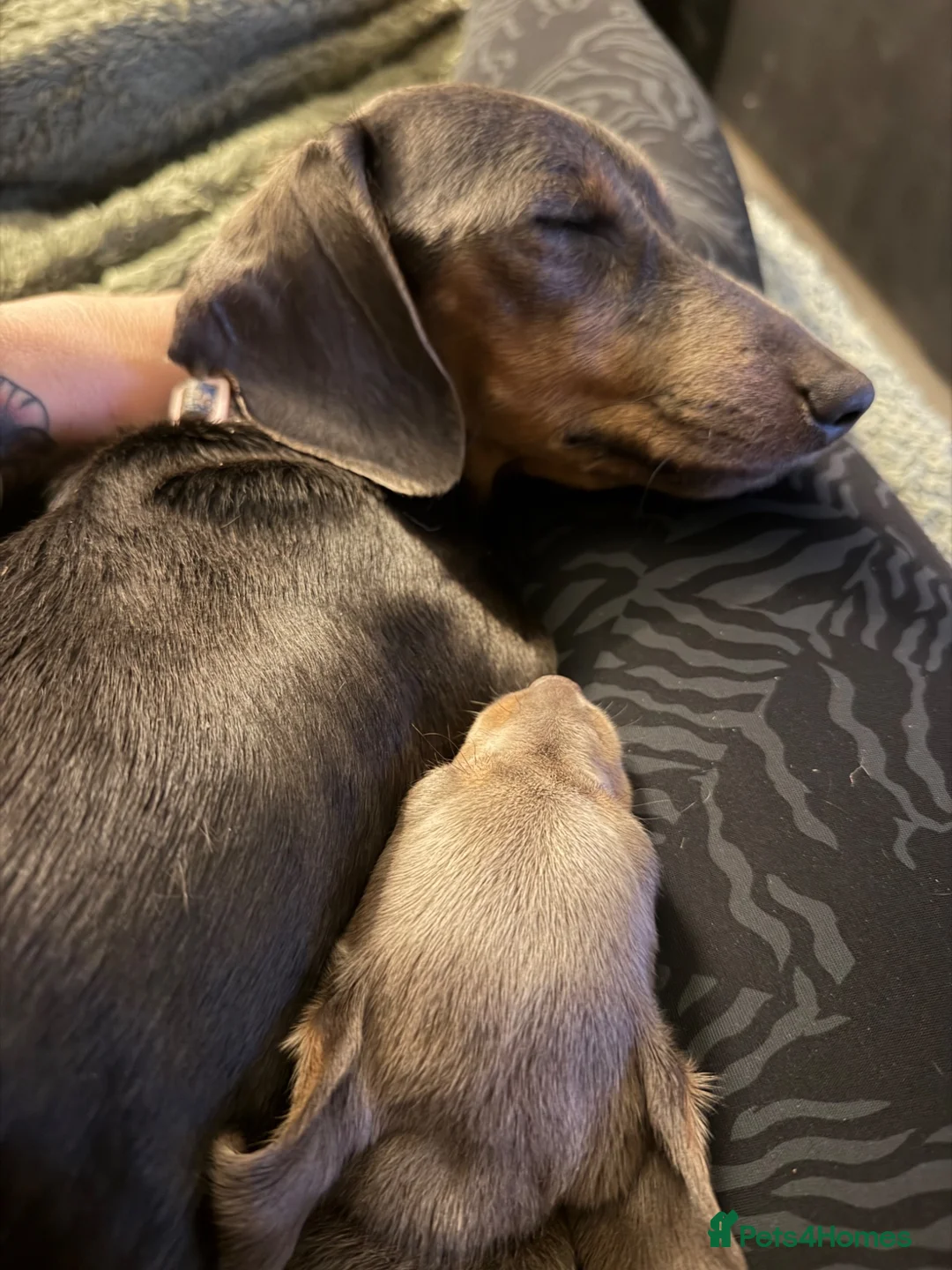 Dachshund dogs for sale: Dachshund puppies  - Advert 2