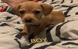 Mixed Breed dogs for sale: Beautiful mixed breed pups!  - Image 5