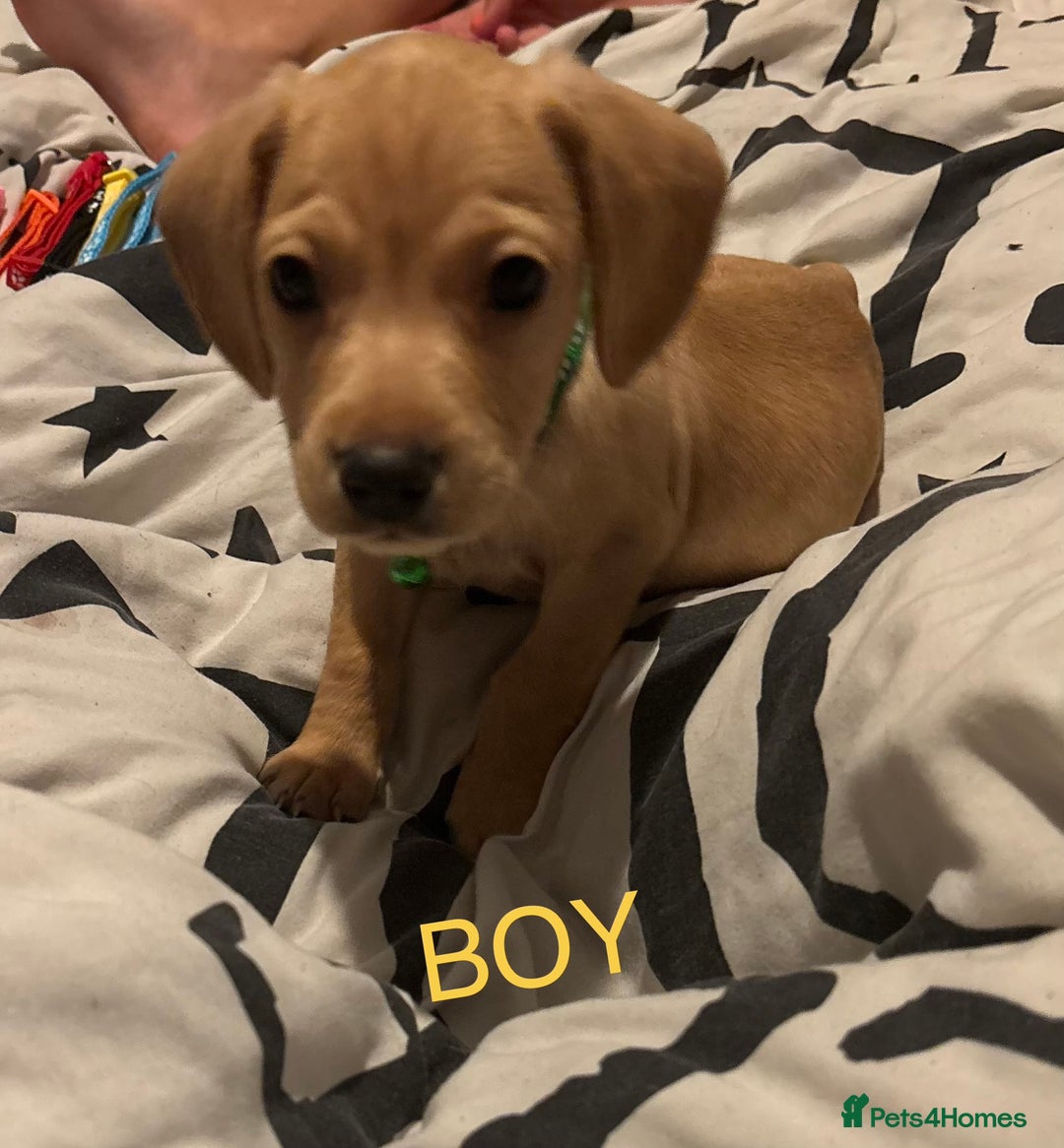 Mixed Breed dogs for sale: Beautiful mixed breed pups!  - Image 5