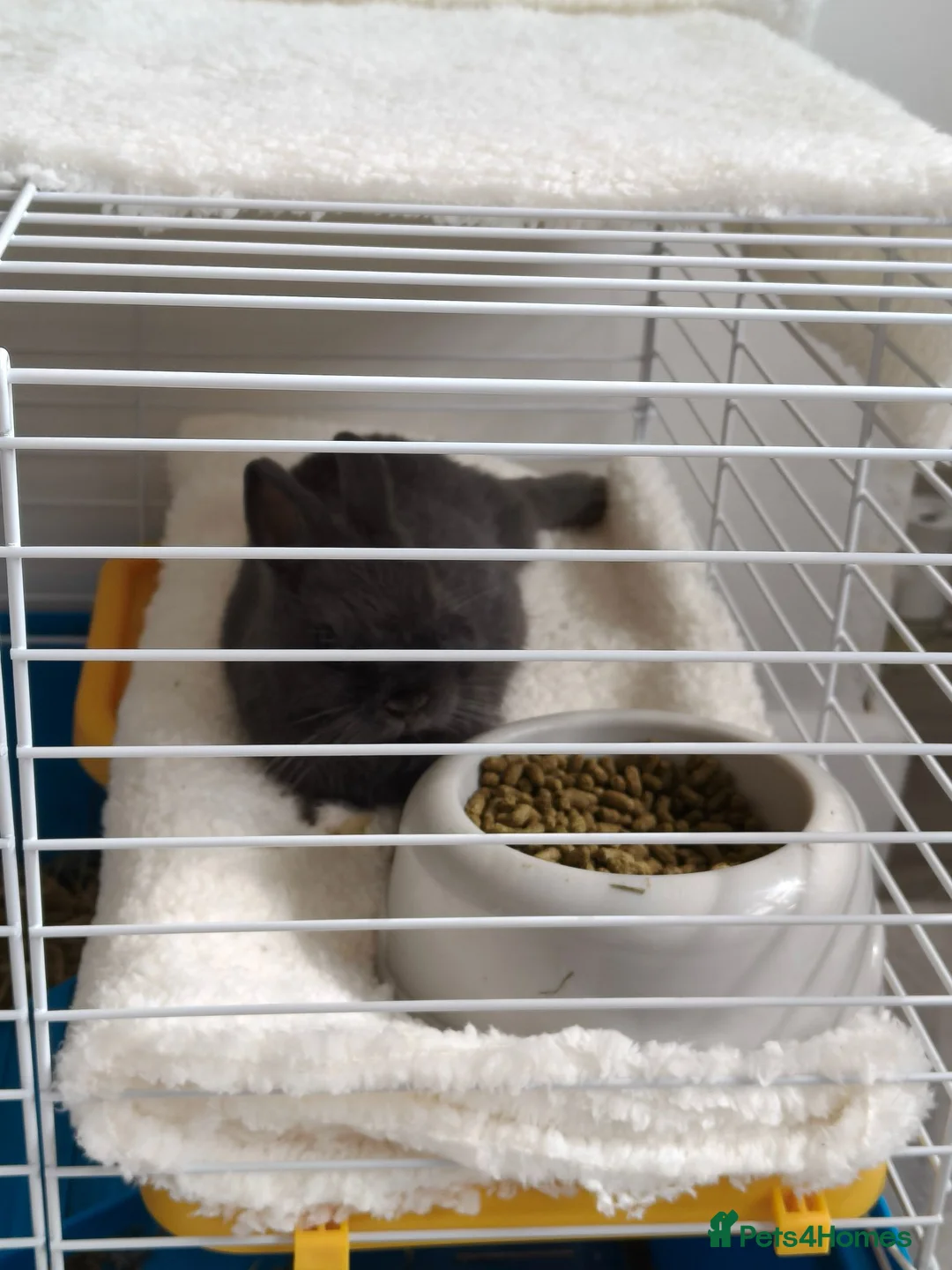 Netherland Dwarf rabbits for sale: Beautiful male mini lop 9 weeks - Advert 2