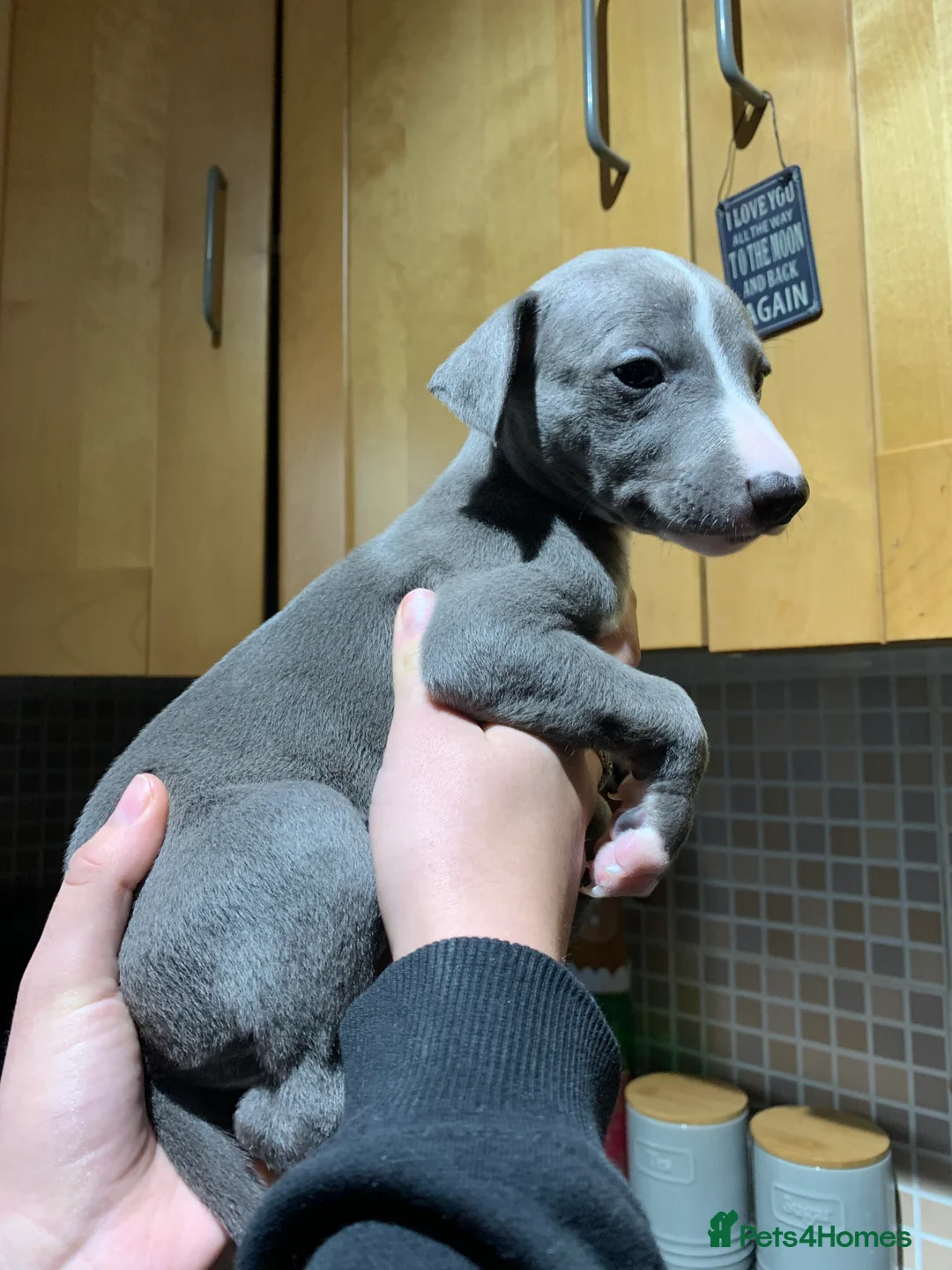 Whippet dogs for sale: Blue Kennel Club Registered Whippet puppies  - Advert 12