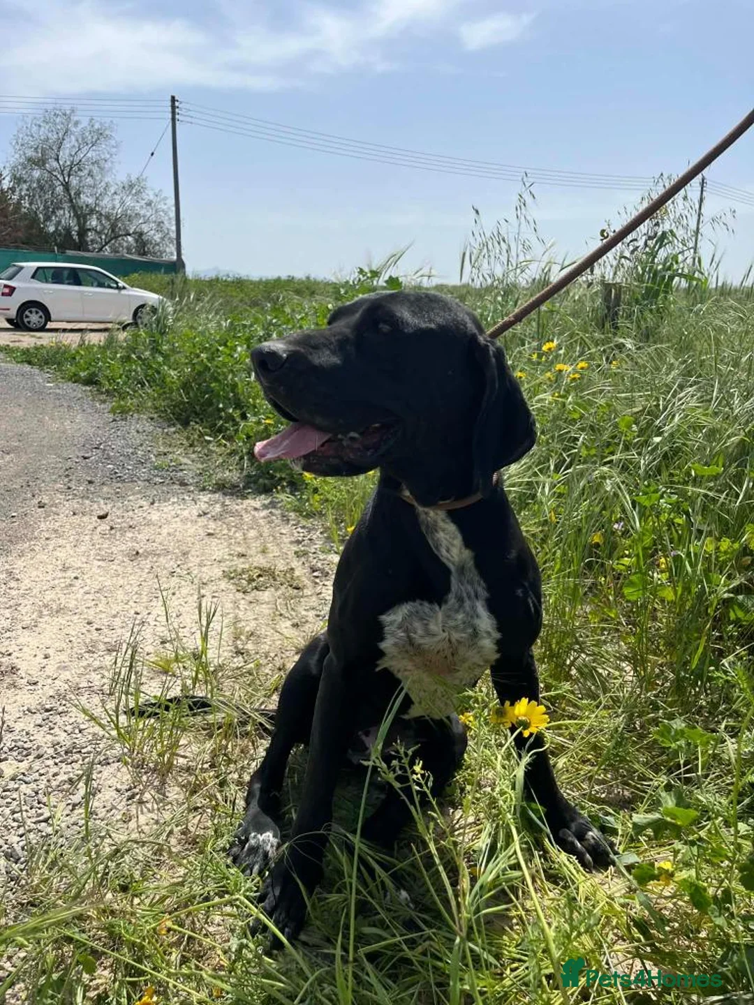 Mixed Breed dogs for adoption: Jessica - Advert 2
