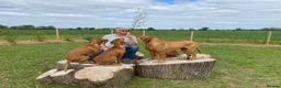 Hungarian Vizsla dogs for sale: KC REG & HEALTH CHECKED PARENTS & PUPS - Advert 15