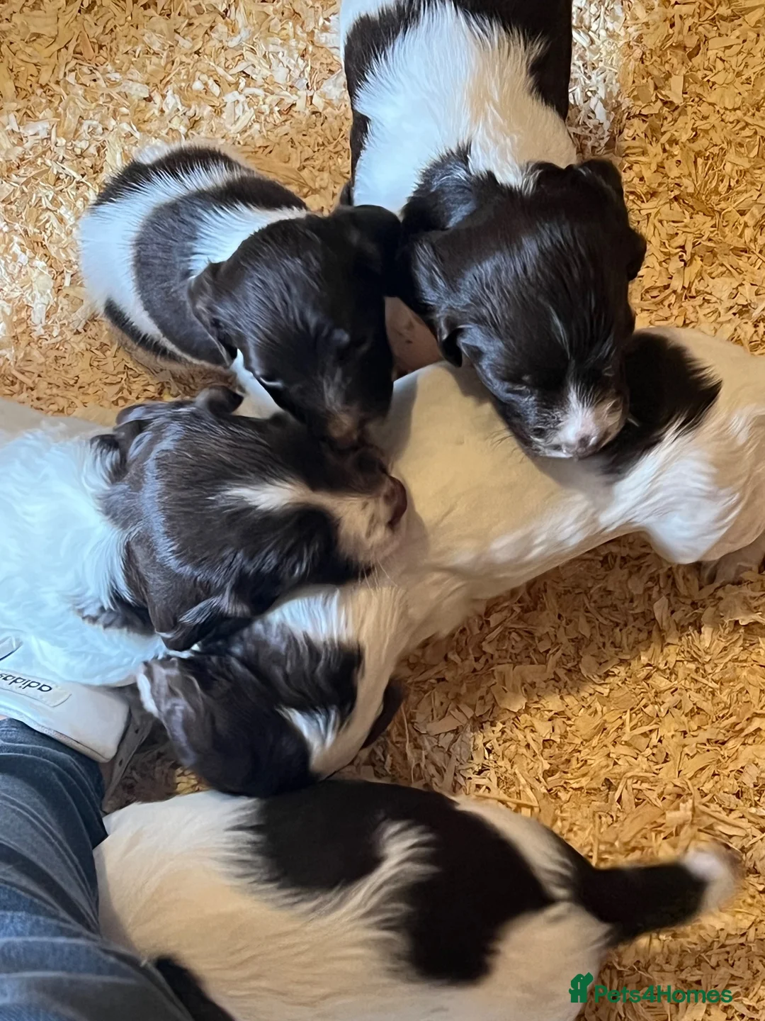 English Springer Spaniel dogs for sale: KC reg Springer spaniel Pups in Faringdon - Advert 2