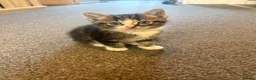Mixed Breed cats for sale: Beautiful kittens  - Advert 2
