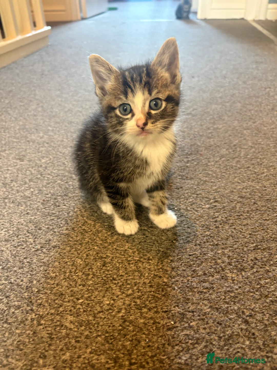 Mixed Breed cats for sale: Beautiful kittens  - Advert 2