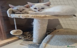 British Shorthair cats for sale: Beautiful British shorthaired kittens  - Image 7