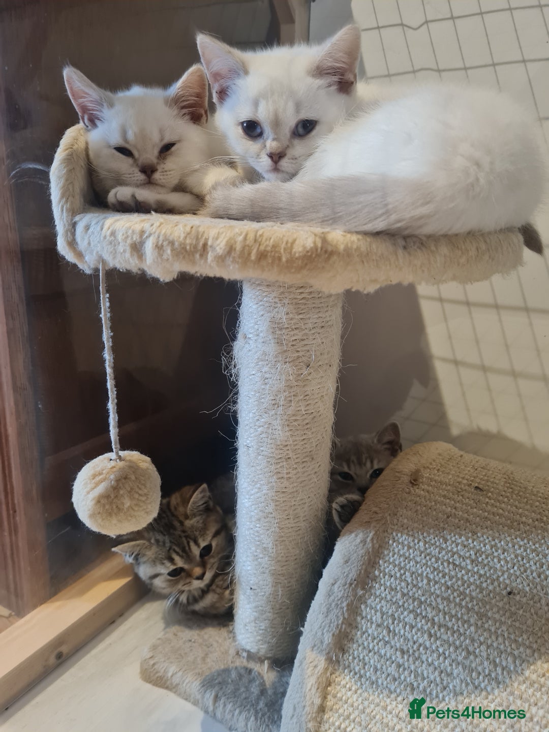 British Shorthair cats for sale: Beautiful British shorthaired kittens  - Image 7