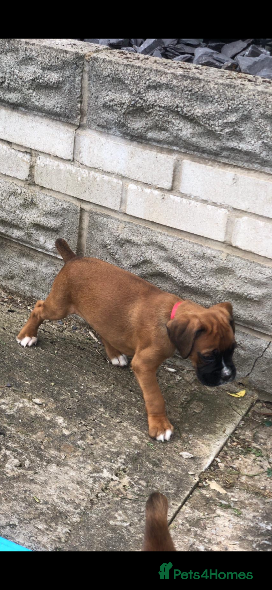 Boxer dogs Boxer pups  - Advert 1