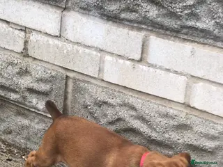 Boxer dogs Boxer pups - Advert 5