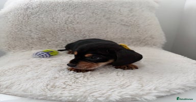 Mixed Breed dogs Dockers/Doxie LAST BOY**dachshund/spaniel puppy - Advert 8