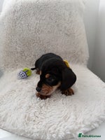 Mixed Breed dogs Dockers/Doxie LAST BOY**dachshund/spaniel puppy - Advert 8