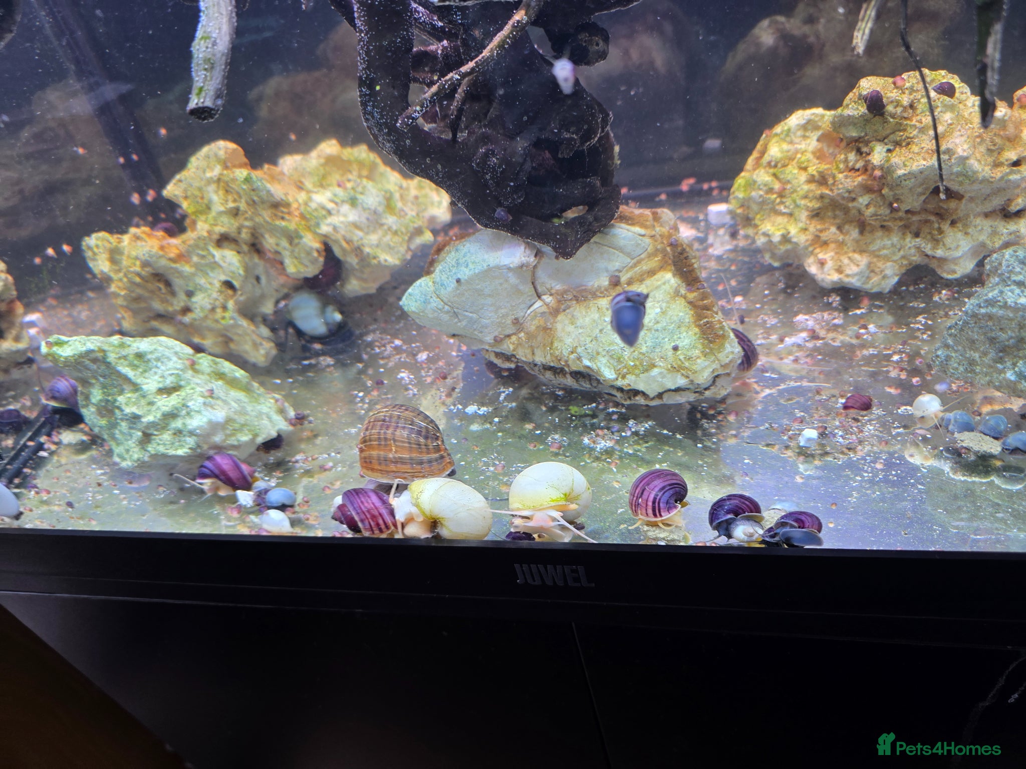 Snails invertebrates Purple Mystery Snails. Pomacea bridgesii  - Advert 18