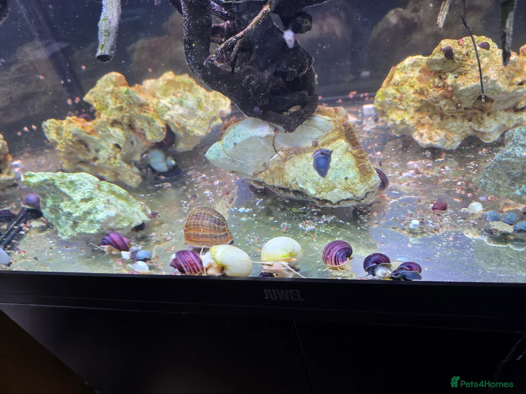 Snails invertebrates for sale: Purple Mystery Snails. Pomacea bridgesii  in Chorley - Advert 1