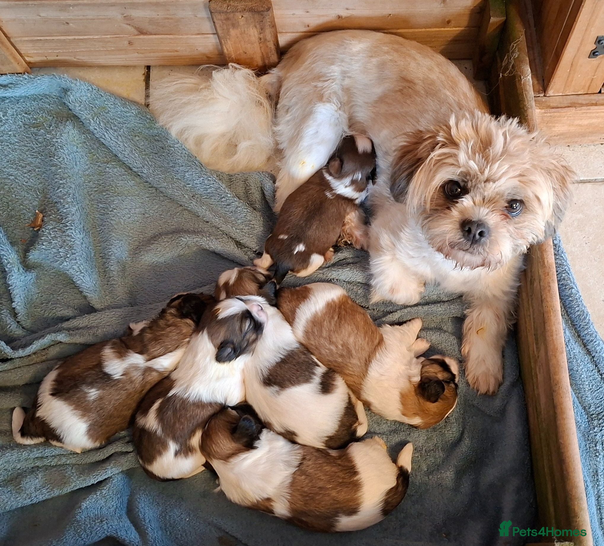 Mixed Breed dogs Shih-Tzu X puppies - Advert 17