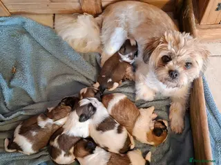 Mixed Breed dogs Shih-Tzu Puppies - Advert 1