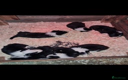 Border Collie dogs for sale: Border Collies  - Image 1