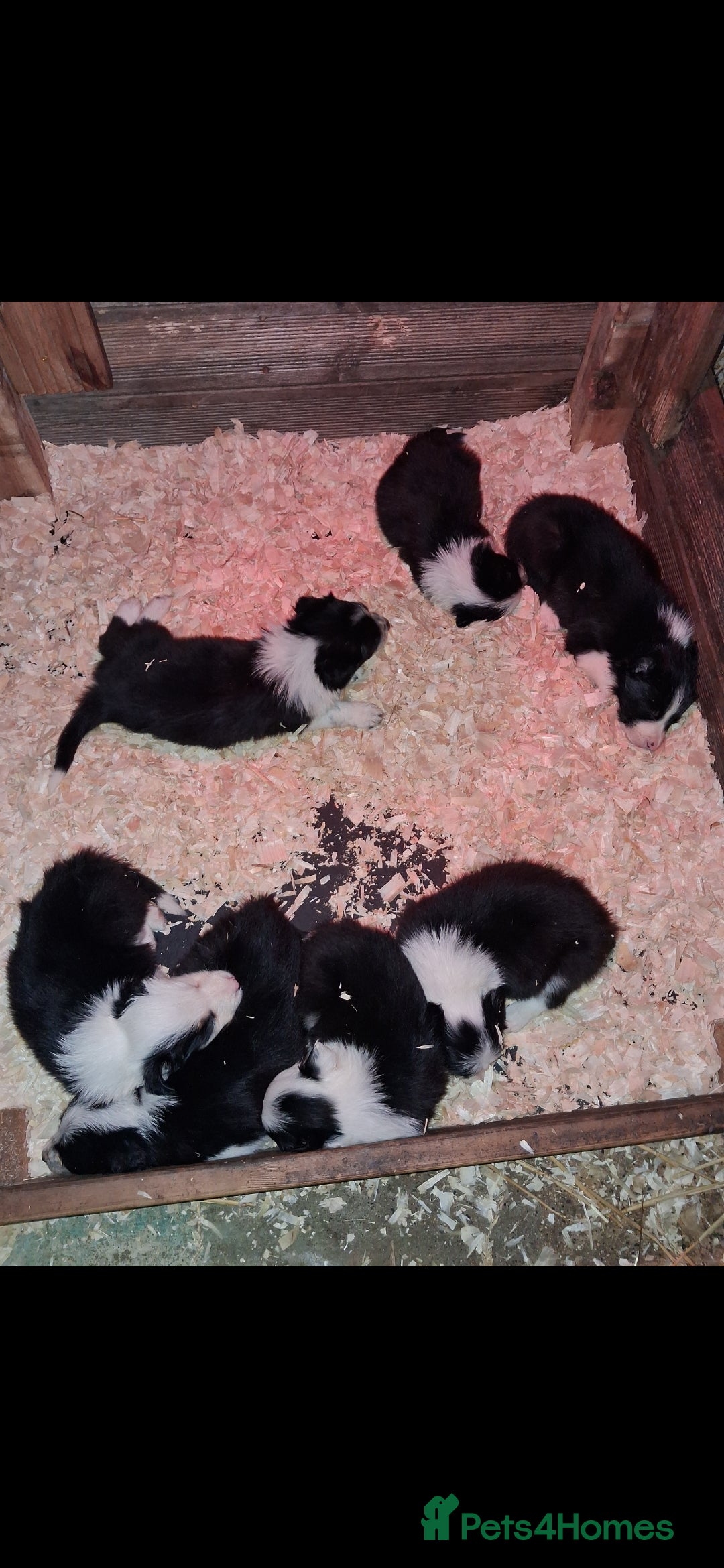 Border Collie dogs for sale: Border Collies  - Image 1
