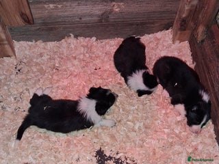 Border Collie dogs - Advert 15