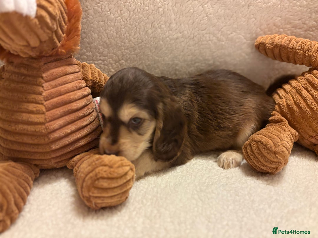 Cocker Spaniel dogs for sale: Show type spaniels - Advert 10