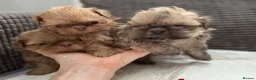Shih Tzu dogs for sale: Imperial shihtzu puppies  - Advert 18